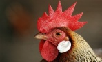 Научные мифы - Курица может жить без головы